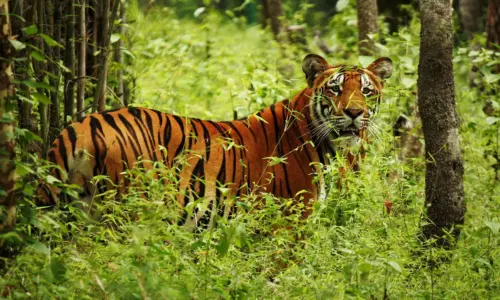 Chitwan National Park Jungle Safari