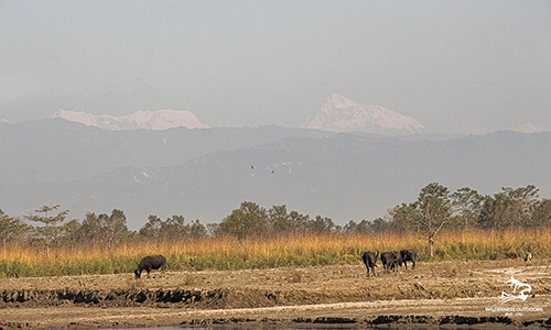 Koshi Tappu Wildlife Reserve Trip